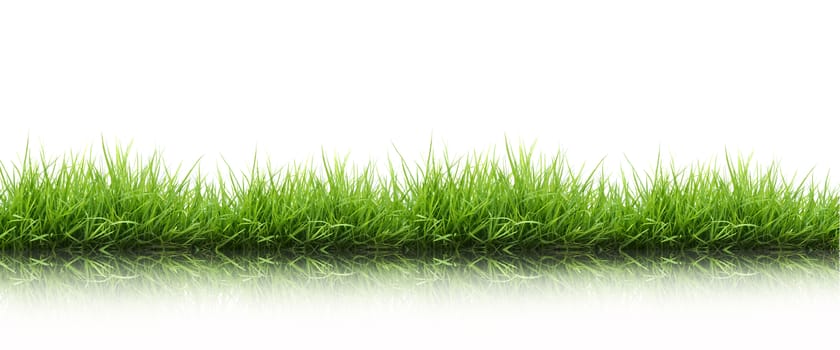 fresh spring green grass isolated on white background