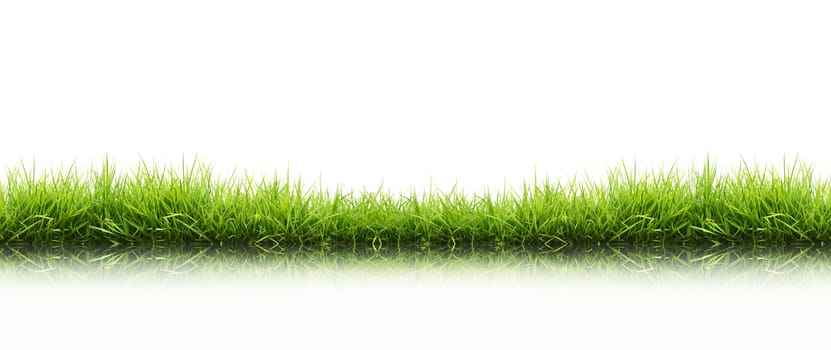 fresh spring green grass isolated on white background