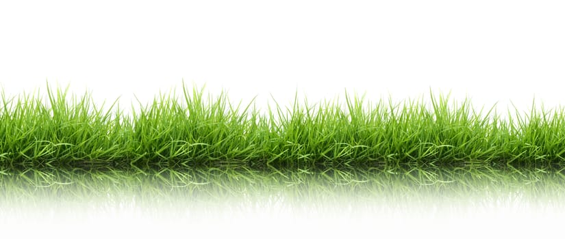 fresh spring green grass isolated on white background