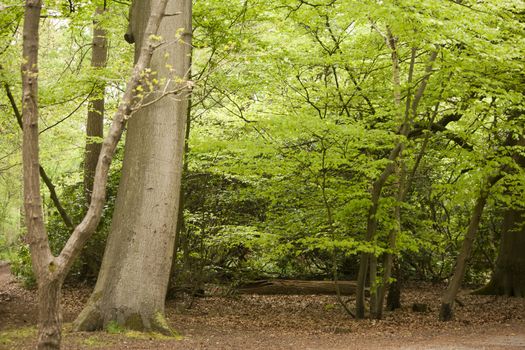 Beautiful English woodland scene with light coming though the trees.