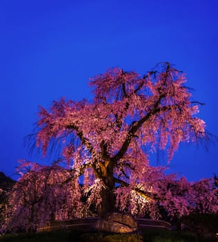 Illuminated cherry blossoms