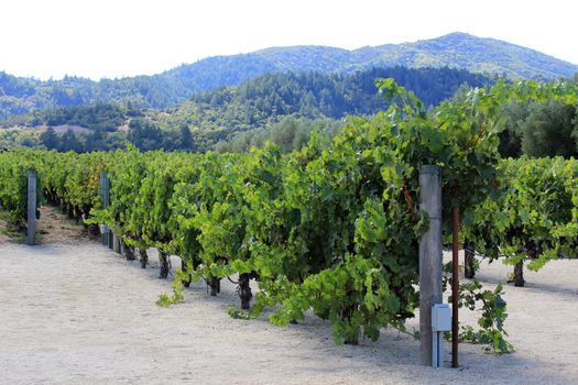Vineyard in the wine growing region of Napa in California.