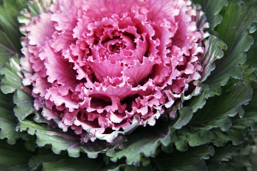 Decorative fall kale cabbage. Used in planters and gardens. Macro, shallow focus.