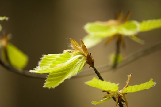 Close up of Beech tree leaves beginning to open in Spring