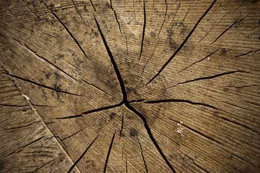 Close up of wooden logs showing rings