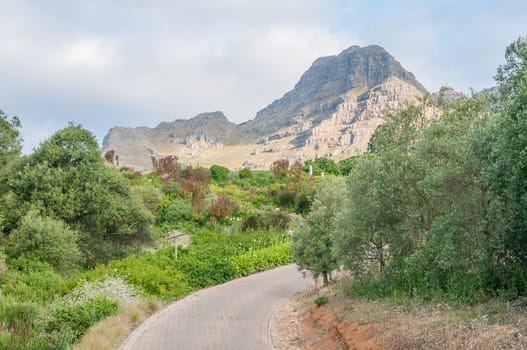View of a garden near Stellenbosch in the Western Cape Province of South Africa. The Helderberg (Clear Mountain) mountain is in the background