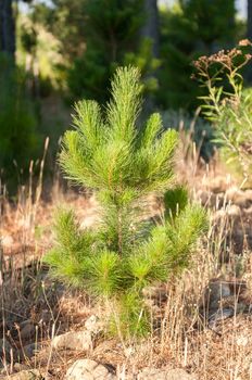 Young pine tree trying to survive the dry Southern Cape Summer near Sir Lowrys Pass