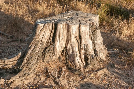 Remains of an old tree stump in the light of a rising sun