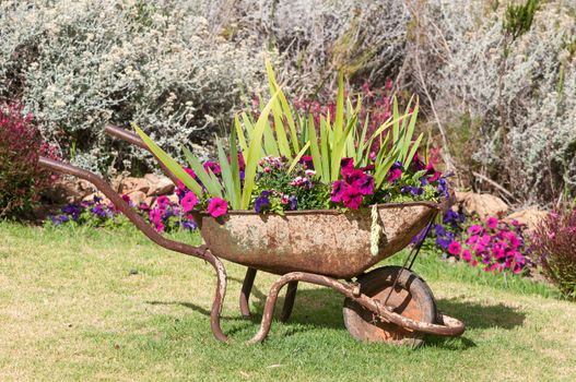 New use for an old wheelbarrow - a planter with colorful flowers