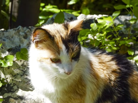 Domestic cat lying in the garden