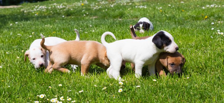 Mixed-breed adorable cute little puppies playing outdoors on a meadow on a sunny spring day.