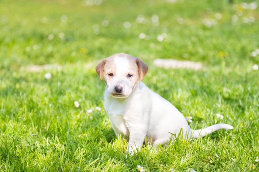 Mixed-breed cute little puppy outdoors on a meadow on a sunny spring day.