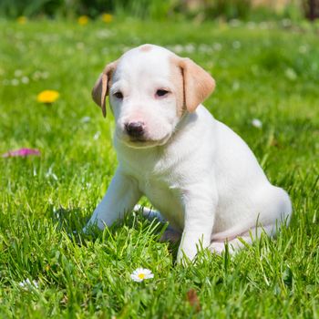 Mixed-breed adorable cute little puppy outdoors on a meadow on a sunny spring day.