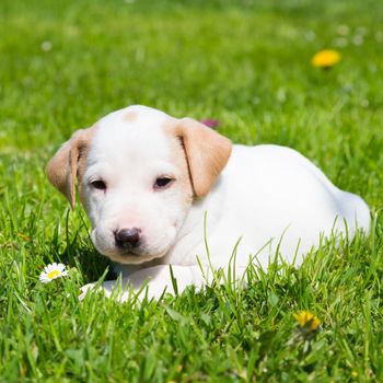 Mixed-breed adorable cute little puppy outdoors on a meadow on a sunny spring day.