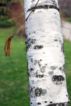 A closeup shot of a birch tree and its buds in the early spring season, focus on the buds.