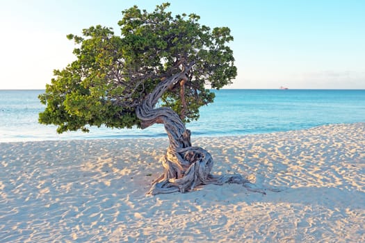 Divi divi tree on Aruba island in the Caribbean