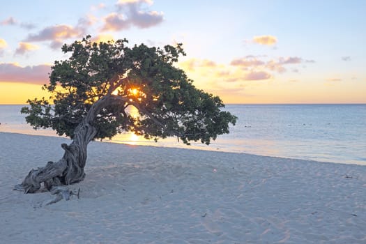 Divi divi tree on Aruba island in the Caribbean