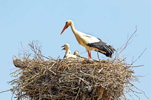 White stork with young baby stork on the nest - Ciconia ciconia