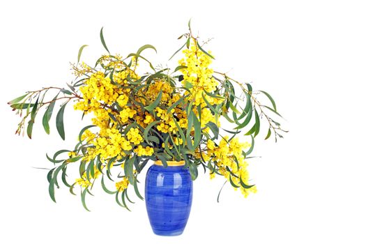 Beautiful blossoming mimosa in a blue vase