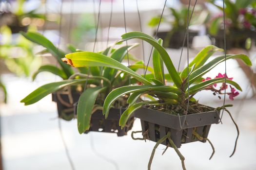 Potted orchids. Hanging in the garden Small orchids