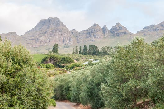 STELLENBOSCH, SOUTH AFRICA - DECEMBER 21, 2014: View of the farm Hidden Valley with the Helderberg (Clear Mountain) in the back