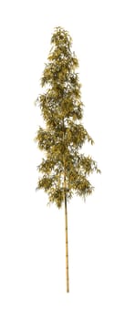 3D digital render of a bamboo tree isolated on white background