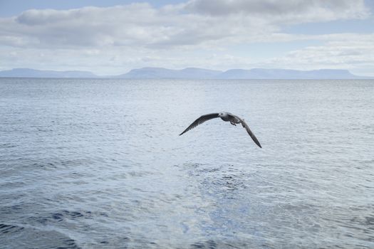 Seagull flying near the surface of the water