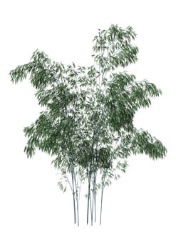3D digital render of greeen bamboo trees isolated on white background