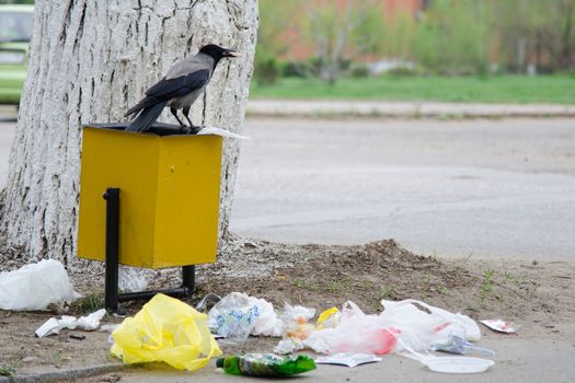 Crow digs in a garbage urn, in search of food, throwing trash on the pavement