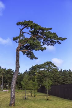 Old Lone Pine on the background of young trees