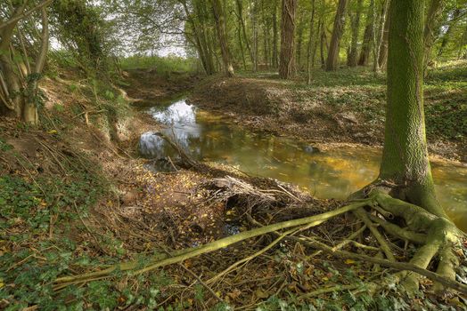 Protected Brook near Winterswijk in the East of the Netherlands in the fall. Brook called "Boven-Slinge" nearby the German border.