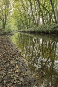 Protected Brook near Winterswijk in the East of the Netherlands in the fall. Brook called "Boven-Slinge" nearby the German border.