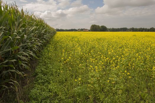 Yellow flowering oilseed rape in Winterswijk in the Netherlands