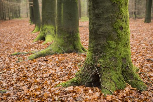 Green, moss-covered, tree feet on a leave carpet in the autumn in the nature reserve Bekendelle in Winterswijk in the Netherlands.