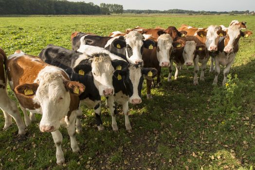 Curious Dutch cows in a pasture near Winterswijk in the Netherlands