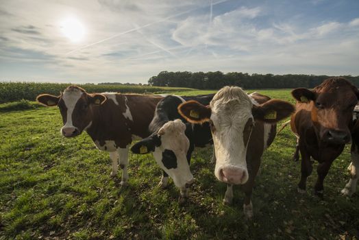 Curious Dutch cows in a pasture near Winterswijk in the Netherlands