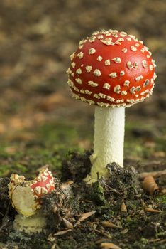 Colourful red/white Fly Agaric mushroom in forest in the autumn in the Netherlands