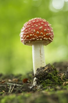 Colourful red/white Fly Agaric mushroom in forest in the autumn in the Netherlands