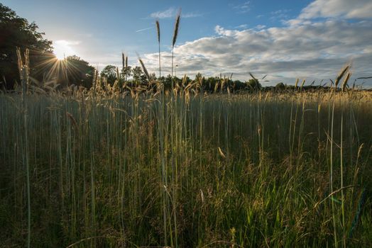 Characteristic wheat fields near the city of Winterswijk in Netherlands