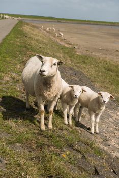 Sheep on the dyke of the island Terschelling in the Netherlands. The sheep walk freely about the beach, called "wad" in Dutch.