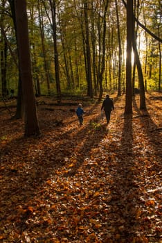 Mother and son walking in a protected Dutch autumn forest at sunset.
