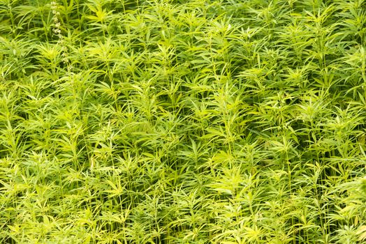 Marijuana plants in the wild in the Netherlands
