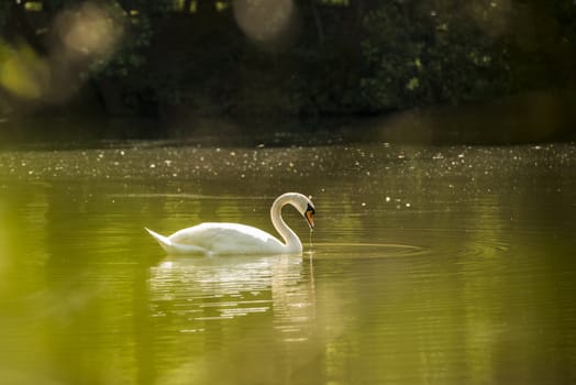 White Swan in a pond near Winterswijk in the Achterhoek in the Netherlands