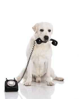 Beautiful labrador dog holdiing a phone 
