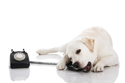 Beautiful labrador dog talking using a phone 

