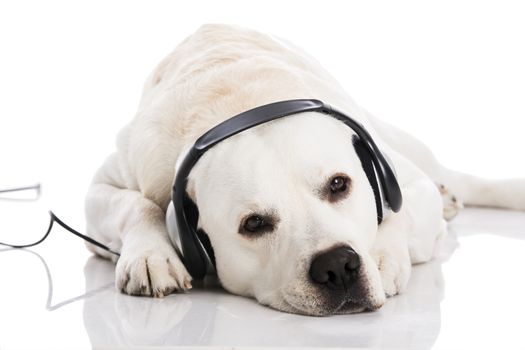 Beautiful labrador dog lying and listen music 