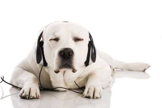 Beautiful labrador dog lying and listen music 