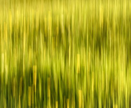 abstract background or texture blurred summer meadow