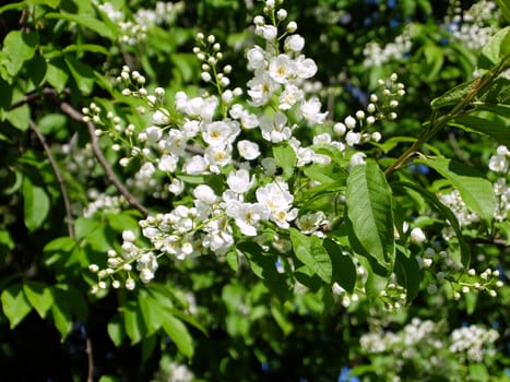 Flowers of Bird cherry tree, close up.