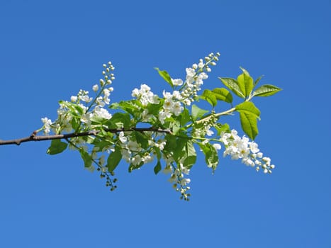 flowers of bird-cherry on the blue sky